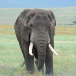 elefant tansania