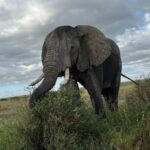 elefant-tansania