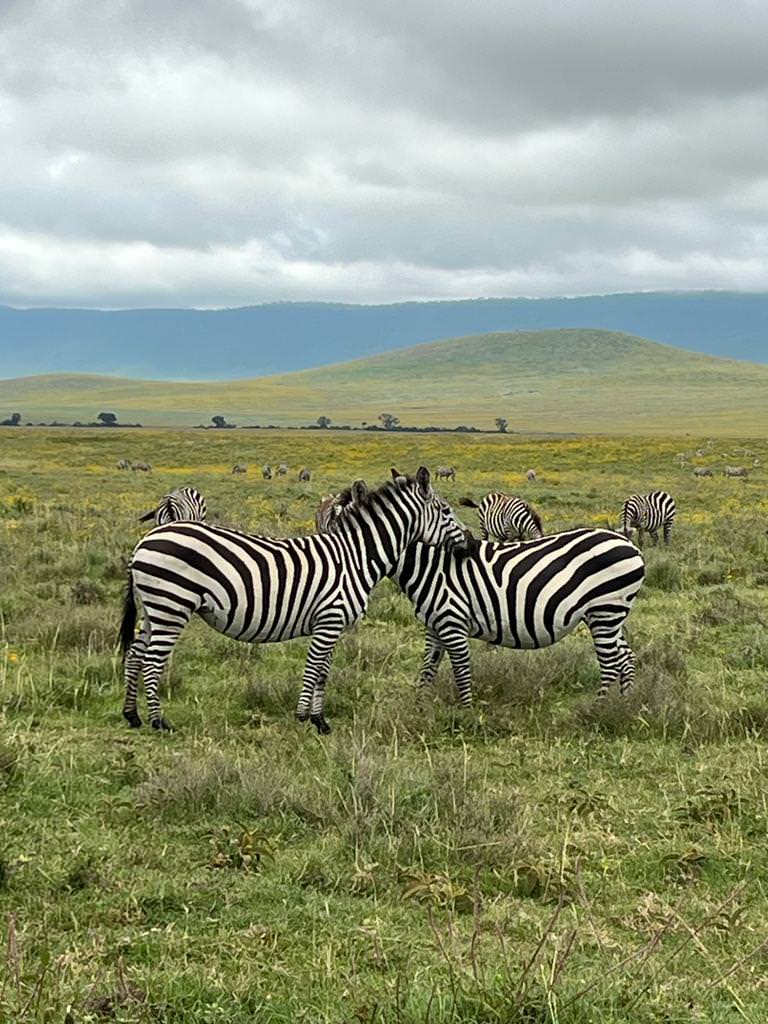 zebras tansania
